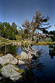 Austria, Carinzia. Monti del Nock. Escursione al Windbensee.  Il Windbensee, diversi alberi sommersi dalle acque non sono sopravvissuti. 