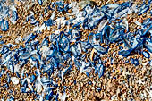 Meduse Velella dal tipico colore blu acceso sulla spiaggia di Girolata 