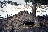 Etna, Monte Nero degli Zappini, tronco fossilizzato dal calore della lava 