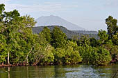 West Bali National Park, mangrove swamps.