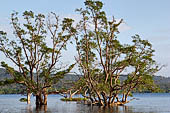 West Bali National Park, mangrove swamps.