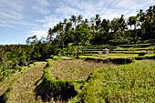 Bali, the picturesque rice terraces on the way to the village of Sidemen with Gunung Agung on the background.