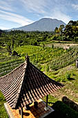 Bali, the picturesque rice terraces on the way to the village of Sidemen with Gunung Agung on the background.