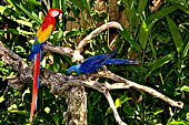 Bali Bird Park - ara macao