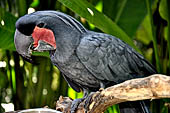 Bali Bird Park - The Palm Cockatoo (Probosciger aterrimus), 