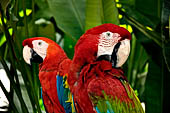 Bali Bird Park - Green-winged Macaw (Ara chloropterus).