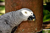 Bali bird Park - Psittacus erithacus (African Grey Parrot)