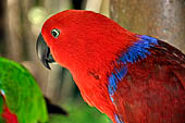 Bali Bird Park - Eclectus roratus - female