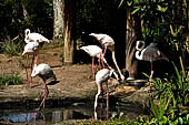 Bali Bird Park - Flamingos