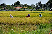 Rice fields near the Pura Dalem of the village of Sangsit. 