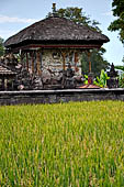 Rice fields near the Pura Dalem of the village of Sangsit. 