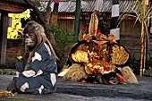 Barong Dance - the barong a mythical lion-like creature that is the king of good spirit, usually accompained by two monkeys.