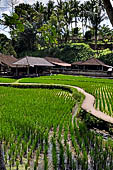 Rice fields near Goa Gajah. 