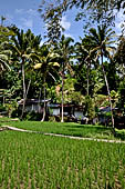 Rice fields near Goa Gajah. 