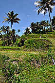 The rice terraces surrounding Gunung Kawi (Bali). 