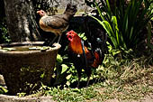 Gunung Kawi (Bali) - A rooster and chicken.