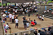 Pejeng, Bali - Pura Pusering Jagat. Cock fight.