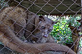 Civet housed in a cage for the production of Kopi Luwak coffee. Bali