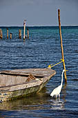 Caye Caulker - white heron standing in the shallow waters looking for lunch.