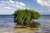 Caye Caulker - Mangroves along the shoreline.