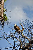 Caye Caulker - ospreys like to hang out on dead tree branches near the water’s edge.