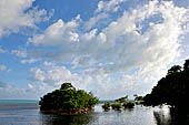 Caye Caulker - Mangroves along the shoreline. 