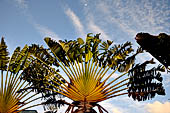 Caye Caulker, la Ravenala madagascariensis detta palma
del viaggiatore, originaria del Madagascar 