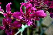 Caye Caulker - Orchids, Belize is believed to have 70 to 250 species of orchids natural to the country. 