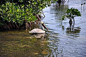 Caye Caulker - brown pelican, the smallest and most abundant of the species. 
