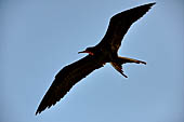 Caye Caulker - The frigate bird or iwa can soar for hours over the sea. 