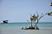 Caye Caulker - Mangroves along the shoreline. 