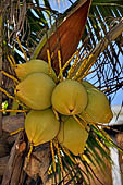 Caye Caulker - Coconuts 