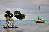 Caye Caulker - Mangroves along the shoreline.