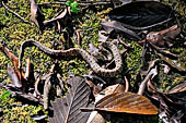 Tikal - Small venom snake encountered nearby the 