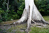 Tikal - Conspicuous trees at the Tikal park include gigantic kapok (Ceiba pentandra) the sacred tree of the Maya.