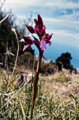 Orchidea spontanea dell'Isola di Ischia (Serapias lingua)