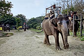 Chitwan - The elephants breeding centre.