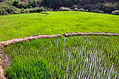 Orissa Koraput district - Rice fields near Ankadeli marketplace.
