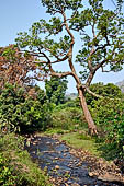 Orissa Rayagada district - Fields near Chatikona.