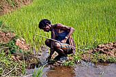 Orissa Rayagada district - Rice fields near Chatikona.