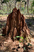Orissa Koraput district - Termite beehive on the road to the Ankadeli market. Termite beehives are a very common sites on the forests.