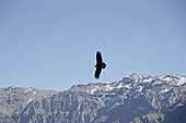 Colca canyon Peru Stock pictures