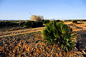 Vendicari nature reserve, dwarf  palm
