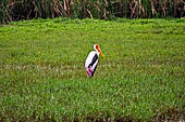 Kalametiya Bird Sanctuary - the Painted stork.