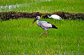 Kalametiya Bird Sanctuary - Asian Open Bill stork.