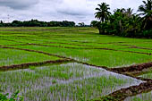 Rice fields nearby Ussangoda.