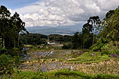 Hike up to Batutumonga north of Rantepao - rice terraces
