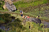 Hike up to Batutumonga north of Rantepao - farmers at work on rice terraces