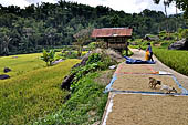 Hike up to Batutumonga north of Rantepao - rice cultivation