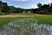 Ke'te Kesu - rice fields